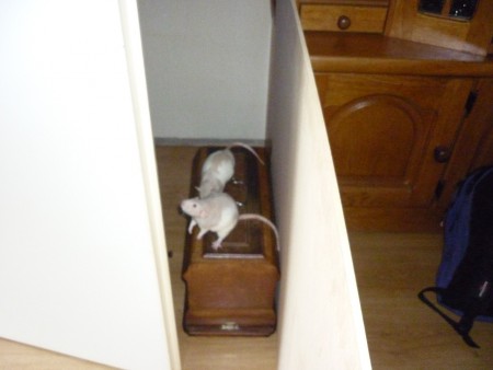 Tanga & Stumper Hobbelen